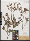 Foto von Salix starkeana Willd.